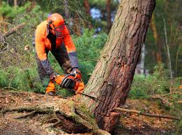 How Our Tree Care Process Works  in Bayonne, NJ